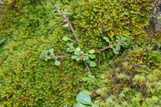 Image of Sedum quadripetalum R. T. Clausen