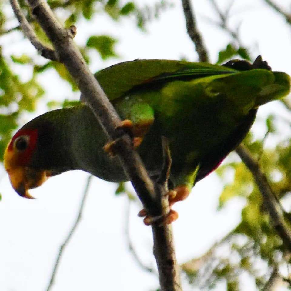 صورة Amazona xantholora (Gray & GR 1859)