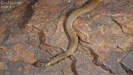 Image of Japanese Keelback