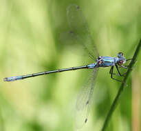 Image of Emerald Spreadwing