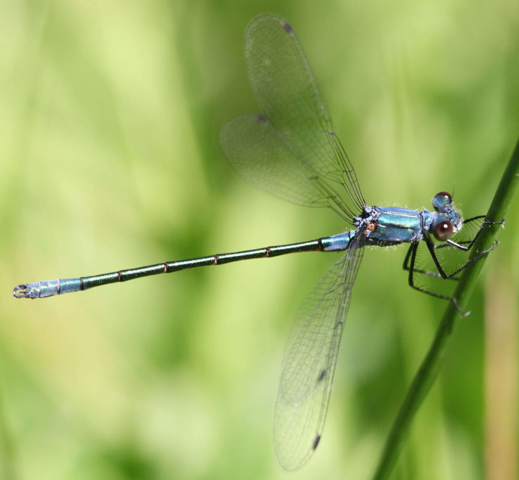 Image of Emerald Spreadwing