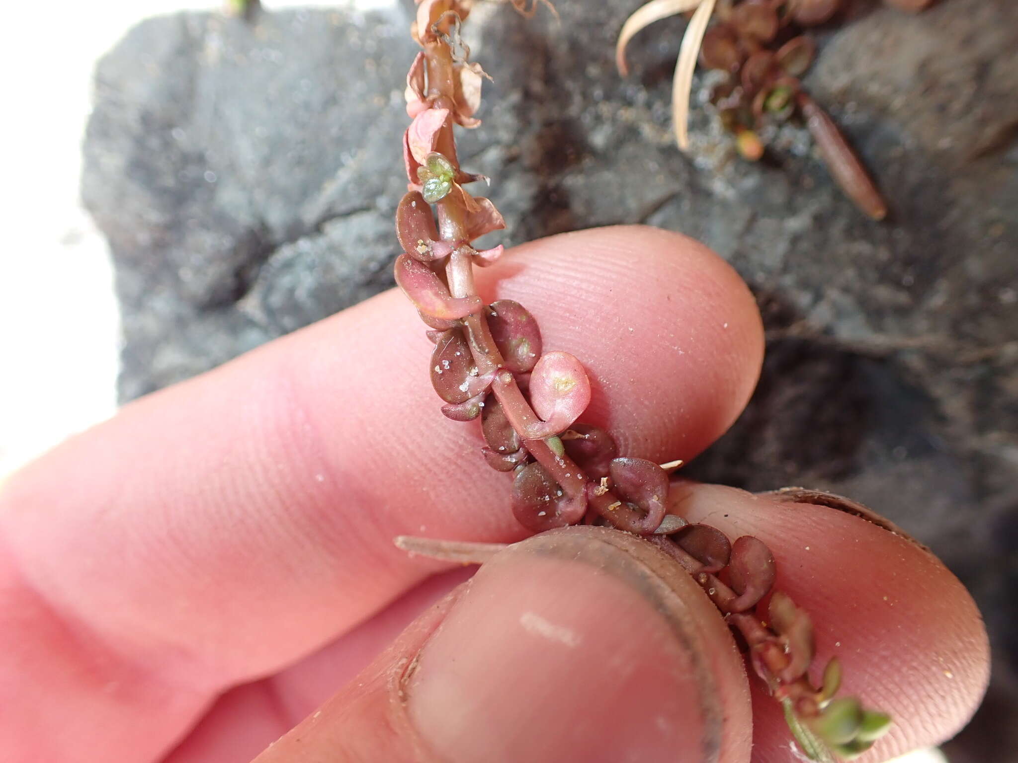 Image of Epilobium komarovianum Leveille