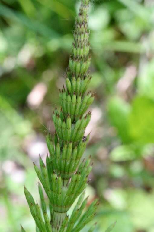 Image of Great Horsetail