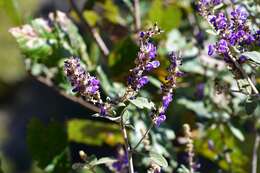 Image of Desmodium polystachyum Schltdl.