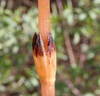 Image of field horsetail