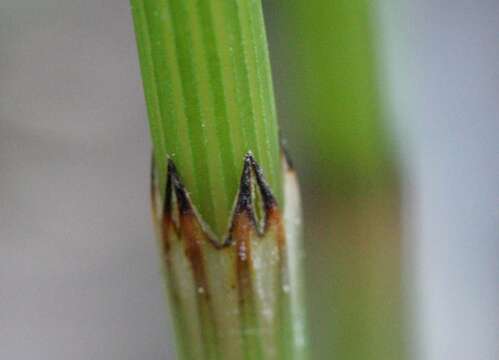 Image of field horsetail