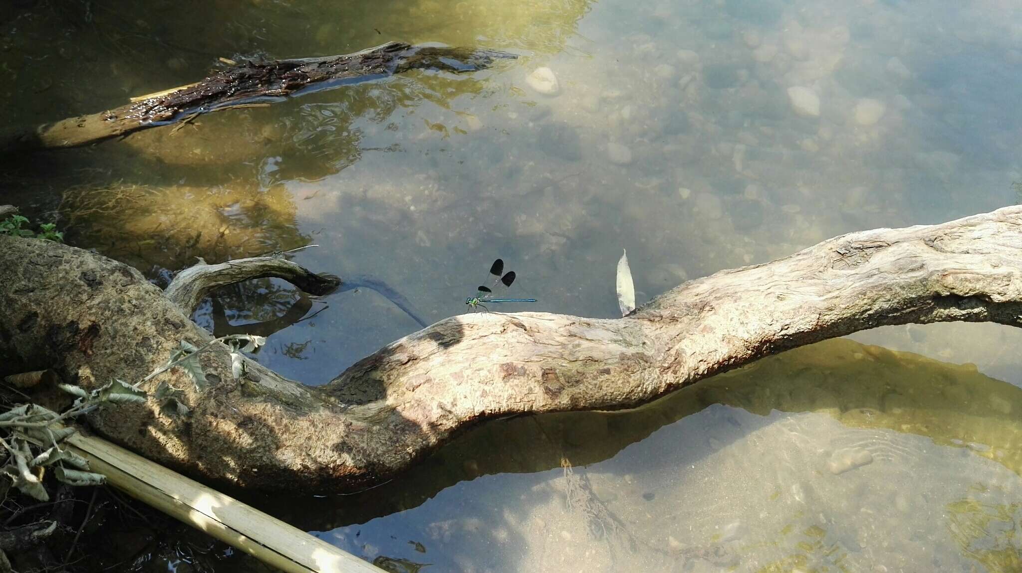 Image of Syrian Demoiselle