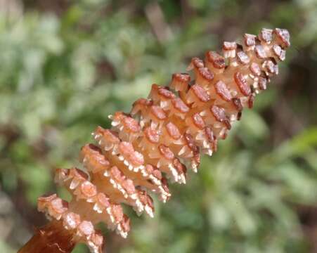 Image of field horsetail