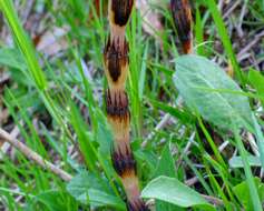 Image of field horsetail