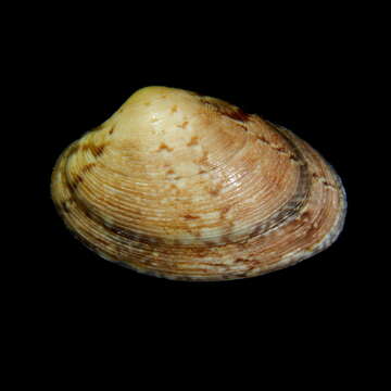 Image of golden carpet shell