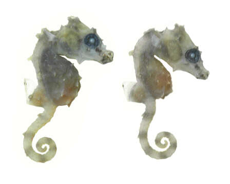 Image of Satomi's Pygmy Seahorse