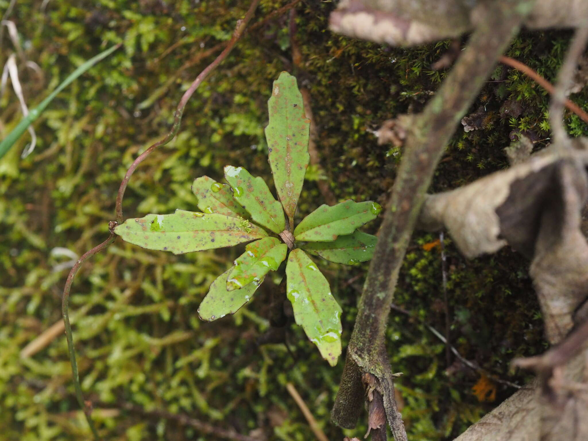 Image of Lysionotus pauciflorus Maxim.