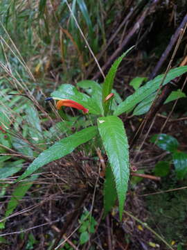 Image de Centropogon valerii Standl.