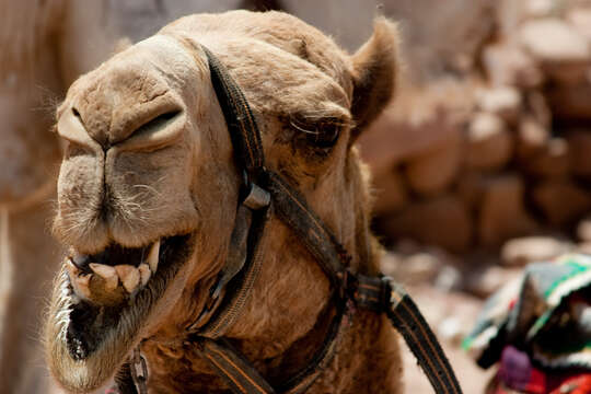 Image of Bactrian camel