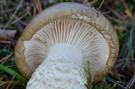 Image of Hygrophorus limacinus (Scop.) Fr. 1838