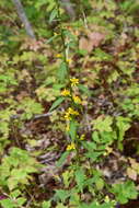 Image of Solidago pacifica Juz.