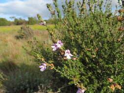 Prostanthera eurybioides F. Muell. resmi