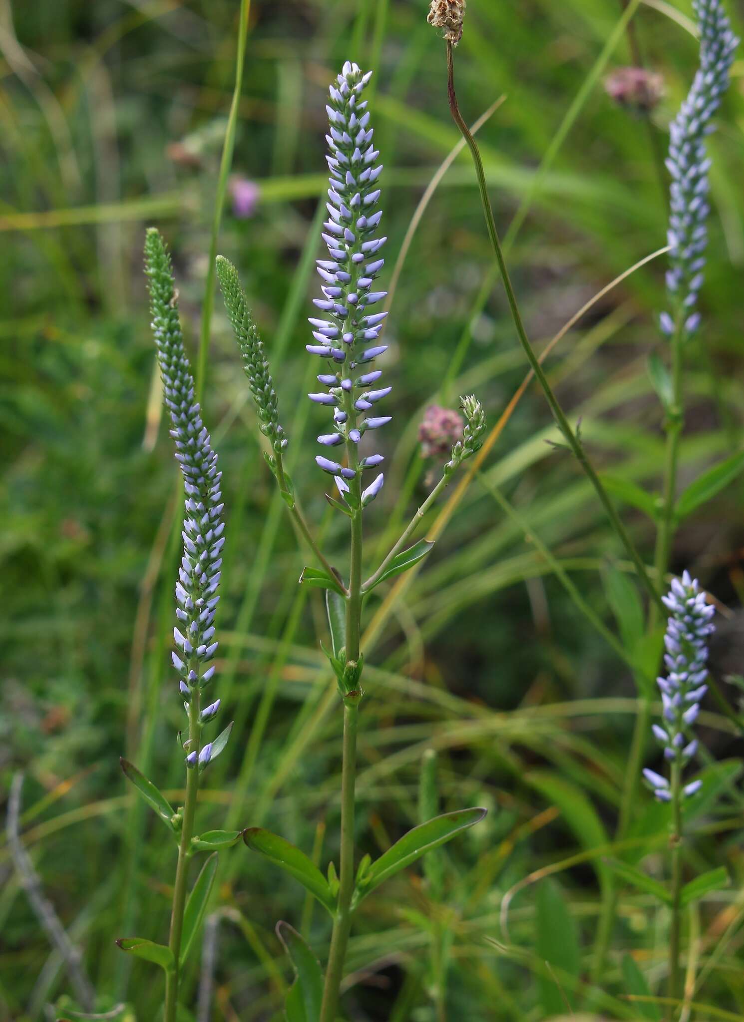 Imagem de Veronica barrelieri subsp. nitens (Host) Albach