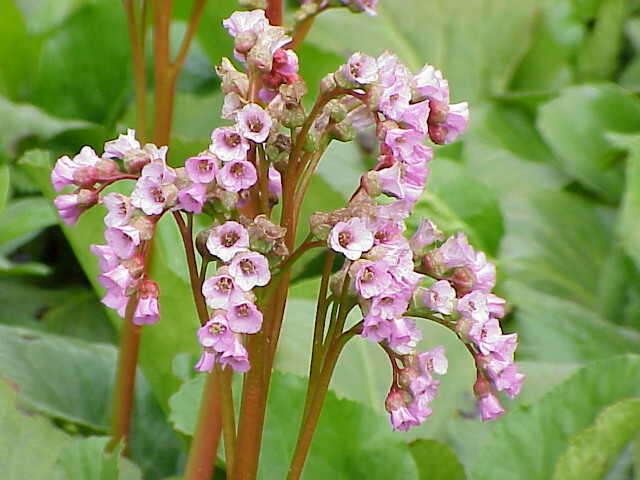 Image of Bergenia stracheyi (Hook. fil. & Thomson) Engl.