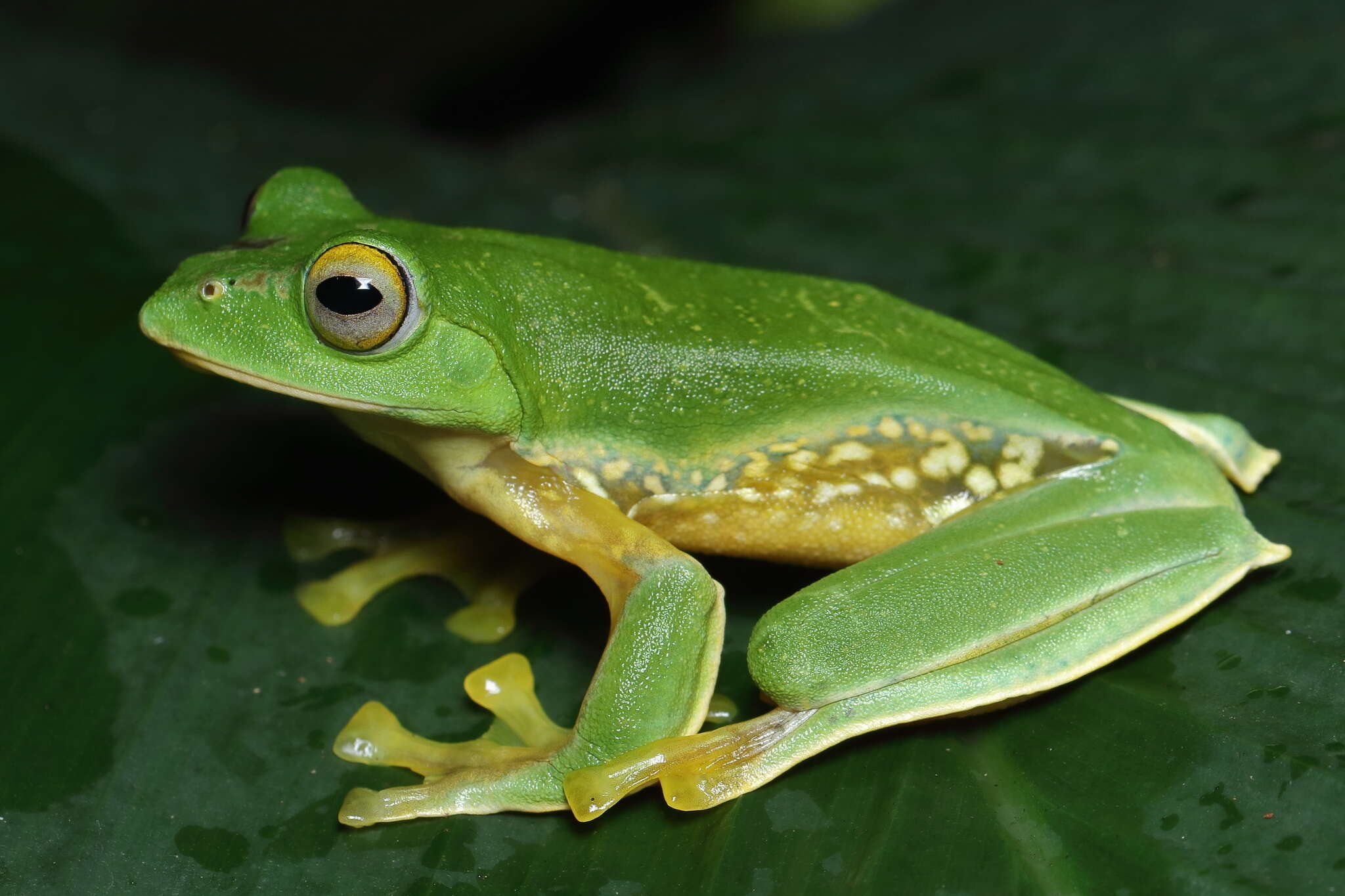 Image of Parachuting frog