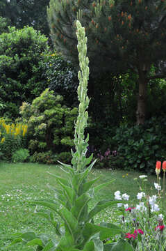 Image of Great Mullein