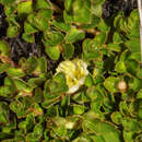 Image of Miconia pernettifolia Triana