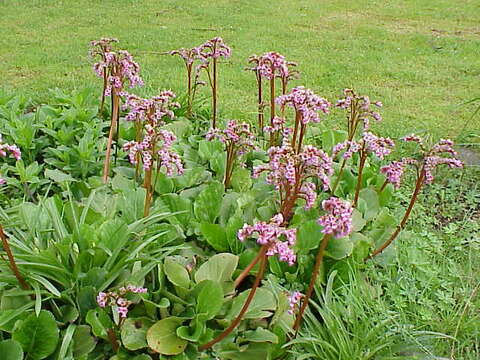 Image of Bergenia stracheyi (Hook. fil. & Thomson) Engl.