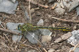 Image of Western Clubtail