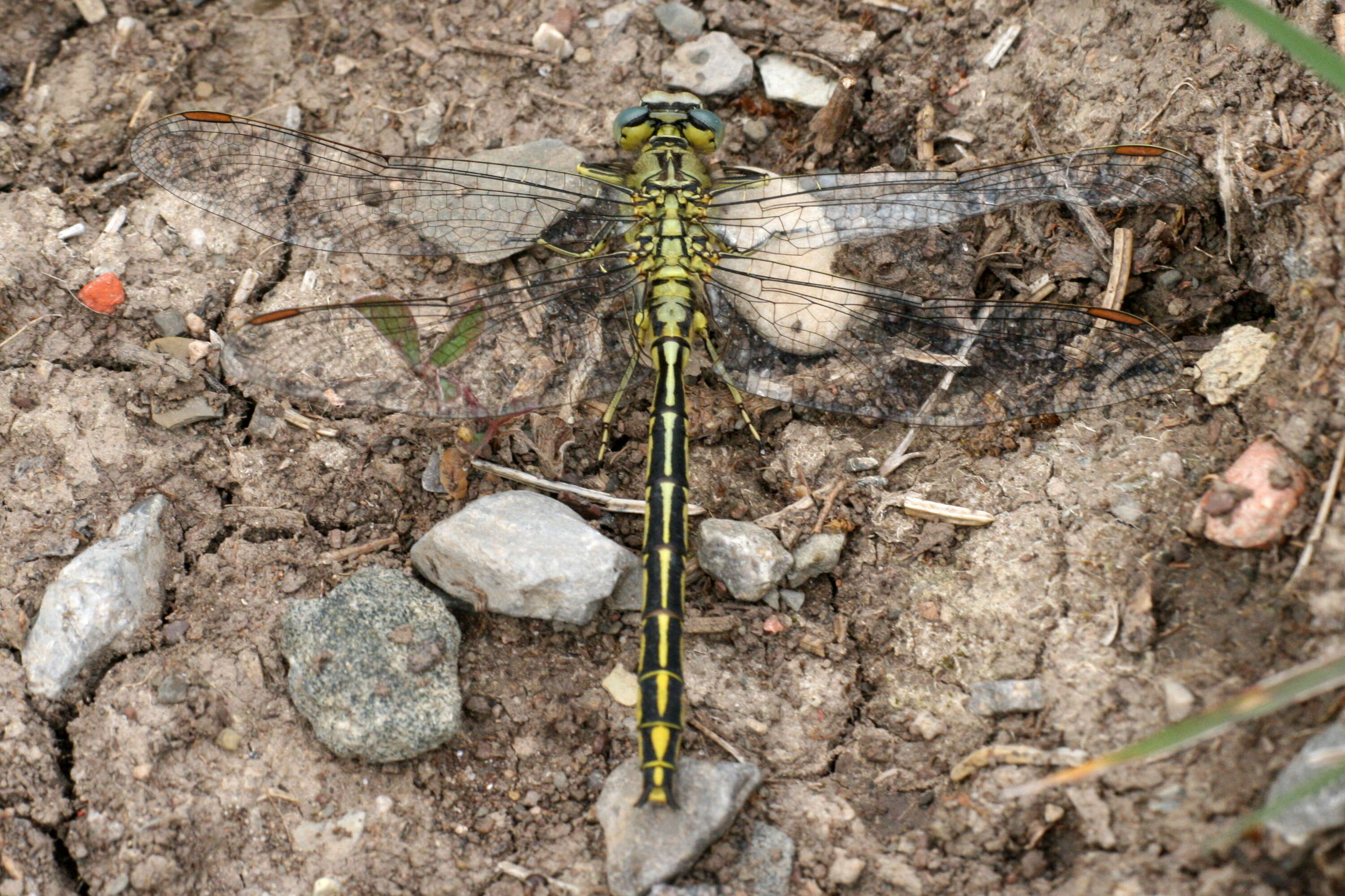 Image of Western Clubtail