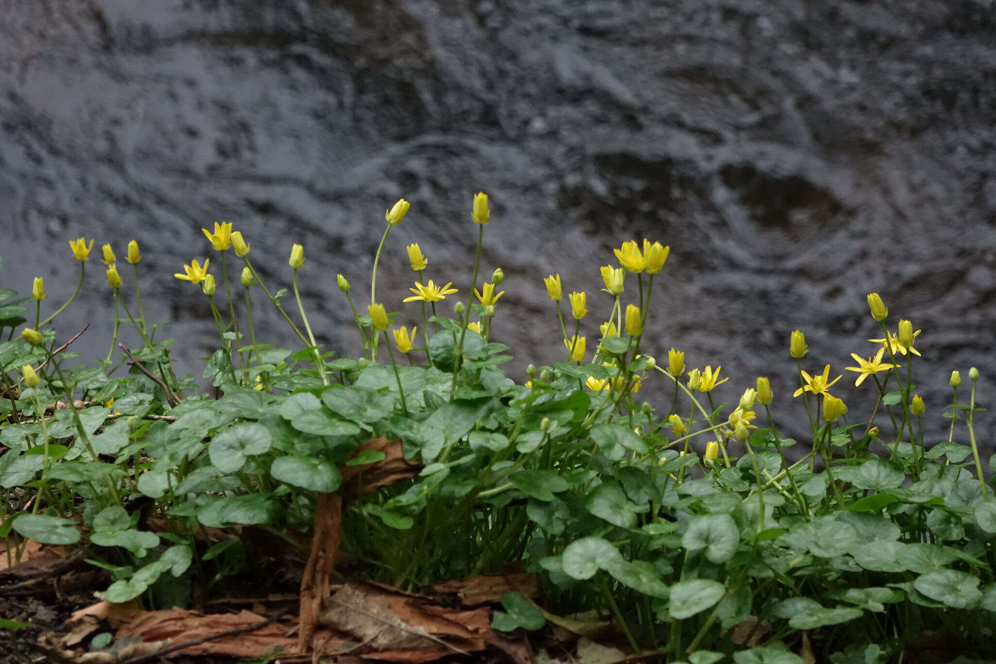 Image of Ficaria verna subsp. ficariiformis (Rouy & Foucaud) Maire