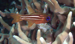 Image of Blue-eye cardinalfish