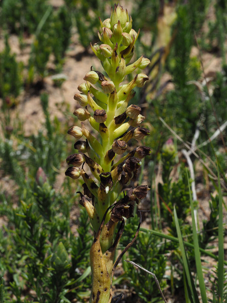 Corycium microglossum Lindl. resmi