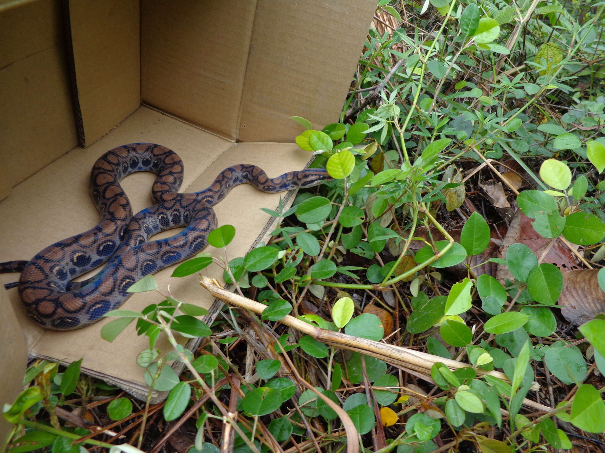 Image of Rainbow Boa