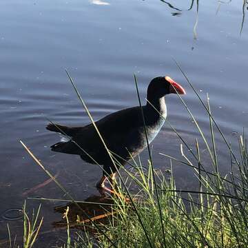 Image of Australasian Swamphen