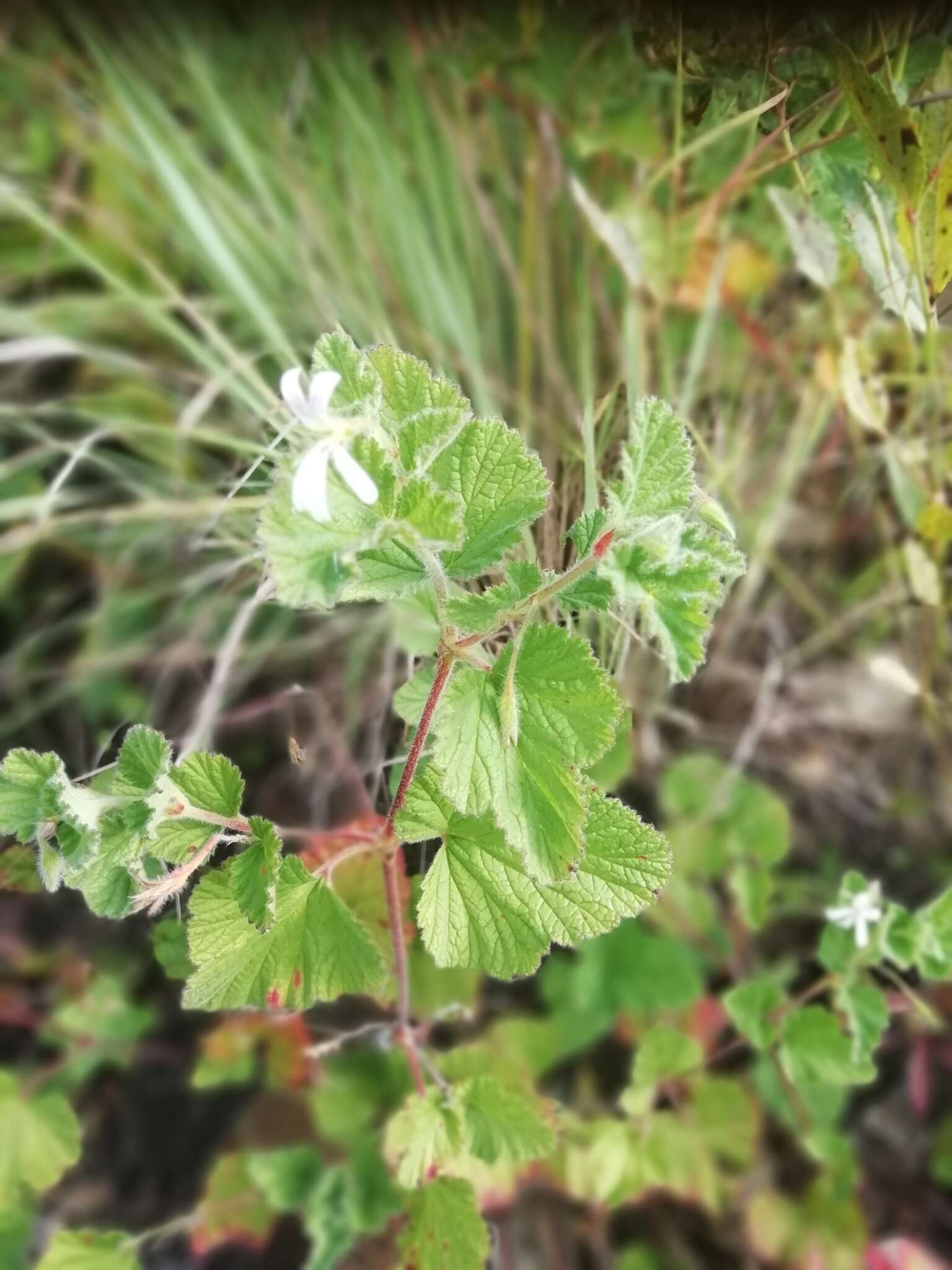 Image of Pelargonium dispar N. E. Br.