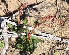 Слика од Rumex cordatus Desf.