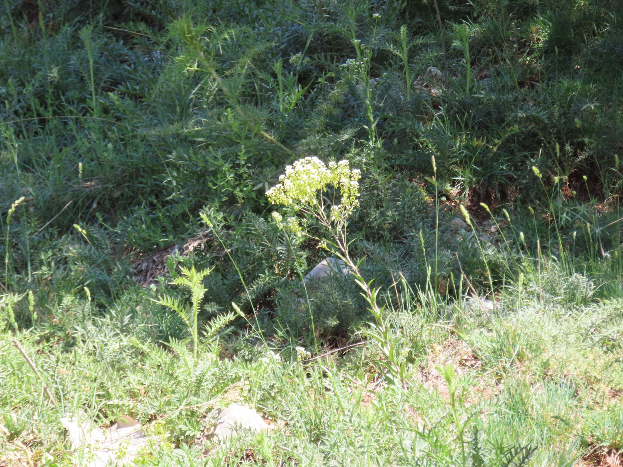 Imagem de Peltaria angustifolia DC.