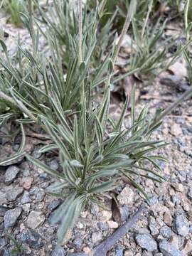 Imagem de Calotis scabiosifolia F. Müll.