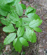 Image de Oxydendrum