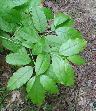 Image de Oxydendrum