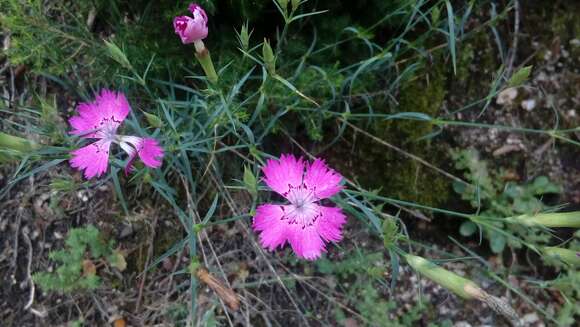 Image of Dianthus seguieri subsp. requienii (Godron) M. Bernal, Laínz & Muñoz Garmendia