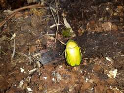 Image of Chrysina colima (Morón 1992)