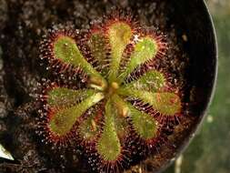 Image of Drosera dielsiana Exell & Laundon