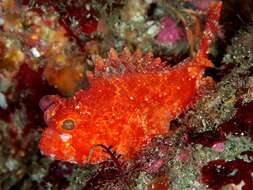 Image of Scorpionfish