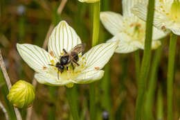 Image of Andrena parnassiae Cockerell 1902