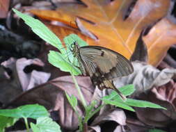 Image of <i>Papilio dardanus tibullus</i>