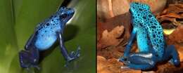 Image of Dendrobates azureus