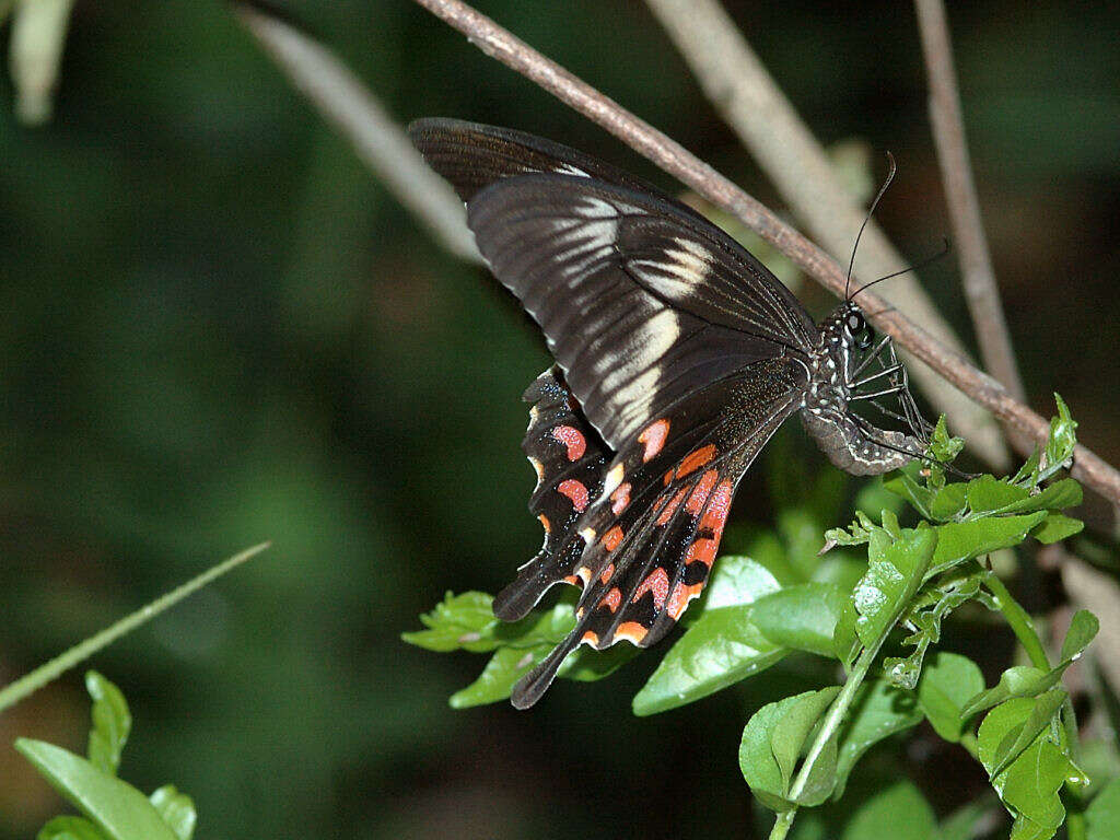 Image of Papilio polytes Linnaeus 1758