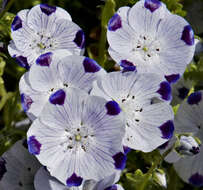 Imagem de Nemophila maculata Benth. ex Lindl.