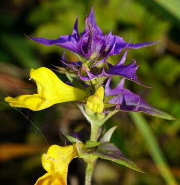 Слика од Melampyrum subalpinum (Juratzka) A. Kerner